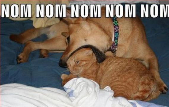 nomcat